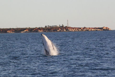 AOC Whale Watching From Broome - Darwin Holiday 3