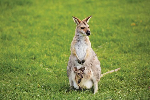 Full-Day Small-Group History And Heritage Tour Of Brisbane City - Darwin Holiday 4