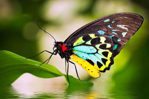 Australian Butterfly Sanctuary - Darwin Holiday 4