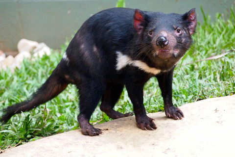 Kuranda Highlights Including Rainforestation Aboriginal Culture And Wildlife - Darwin Holiday 3
