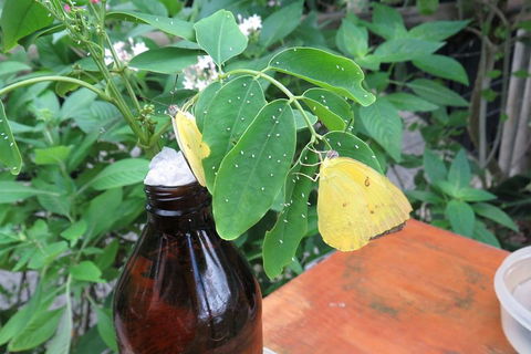 Australian Butterfly Sanctuary- Virtual Interactive Tour With Private Guide - Darwin Holiday 0