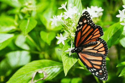 Australian Butterfly Sanctuary- Virtual Interactive Tour With Private Guide - Darwin Holiday 4