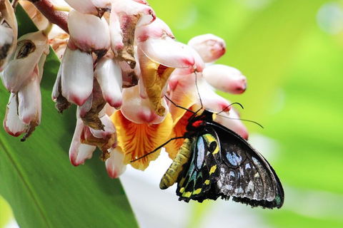 Australian Butterfly Sanctuary- Virtual Interactive Tour With Private Guide - Darwin Holiday 5