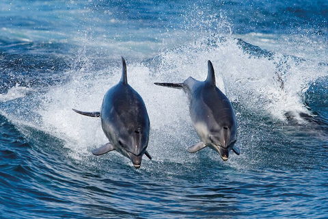 Full-Day Bruny Island Cruises Day Tour From Hobart - Darwin Holiday 5