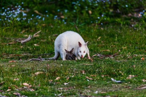 Bruny Island Traveller - Gourmet Tasting And Sightseeing Day Trip From Hobart - Darwin Holiday 3