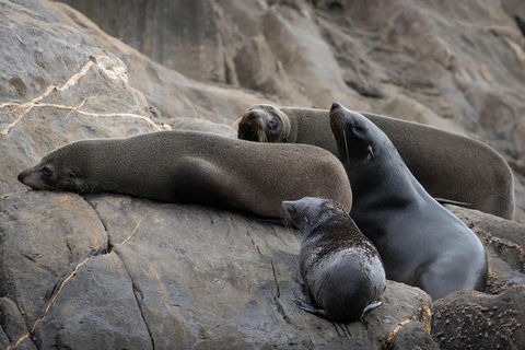 Kangaroo Island Ocean Safari - Snorkeling Safari - Darwin Holiday 0