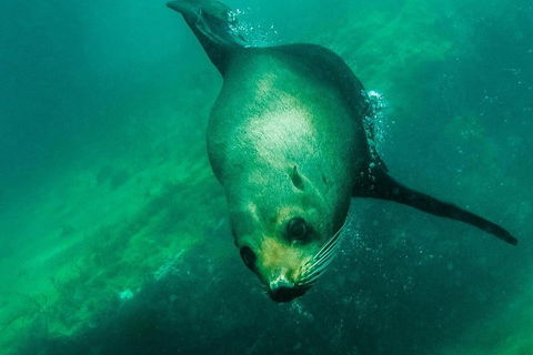 Kangaroo Island Ocean Safari - Snorkeling Safari - Darwin Holiday 1