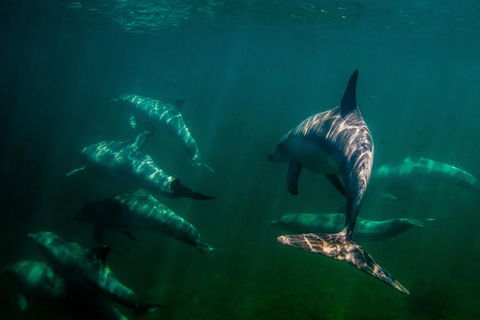 Kangaroo Island Ocean Safari - Snorkeling Safari - Darwin Holiday 2