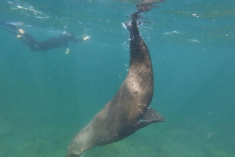 Kangaroo Island Ocean Safari - Snorkeling Safari - Darwin Holiday 3
