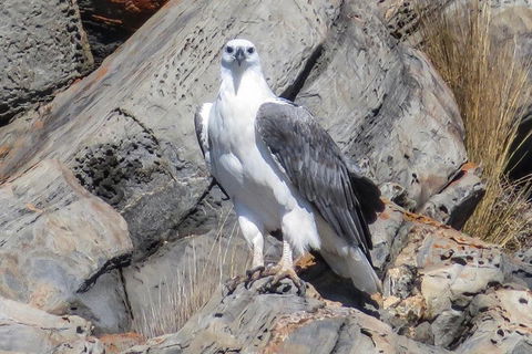 Kangaroo Island Ocean Safari - Snorkeling Safari - Darwin Holiday 4