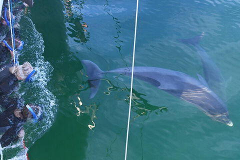 Dolphin Cruise From Adelaide With Optional Dolphin Swim - Darwin Holiday 0