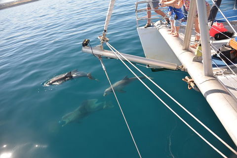 Dolphin Cruise From Adelaide With Optional Dolphin Swim - Darwin Holiday 1