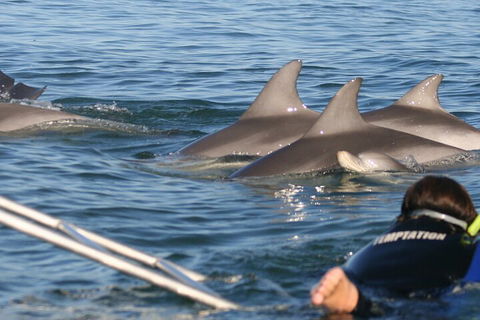 Dolphin Cruise From Adelaide With Optional Dolphin Swim - Darwin Holiday 2