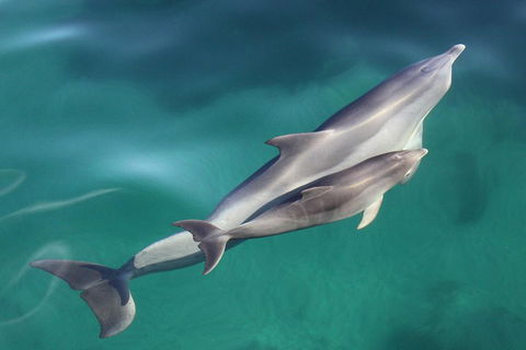 Dolphin Cruise From Adelaide With Optional Dolphin Swim - Darwin Holiday 4