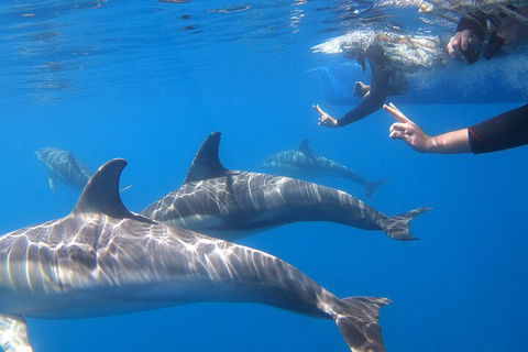 Dolphin Cruise From Adelaide With Optional Dolphin Swim - Darwin Holiday 5