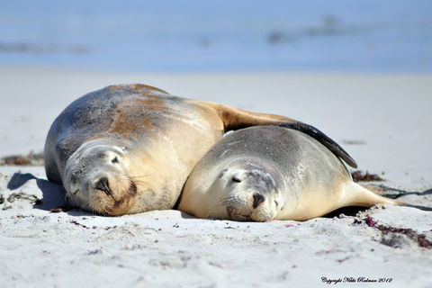 NEW TOUR - Kangaroo Island Road To Recovery Tour (1 Day/1 Night) - Darwin Holiday 1