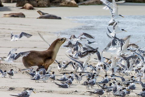 Full-Day Kangaroo Island Experience Departing From Kangaroo Island - Darwin Holiday 1