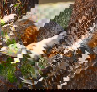 Melbourne City Tour and Phillip Island in One Day - Darwin Holiday