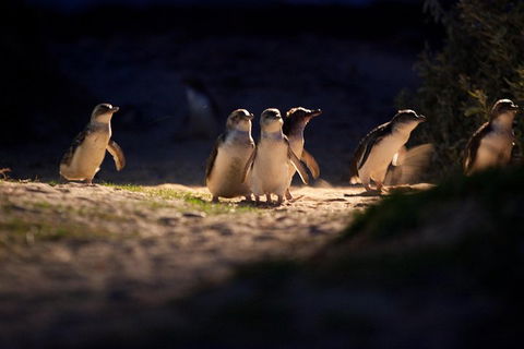 Melbourne City Tour And Phillip Island In One Day - Darwin Holiday 4