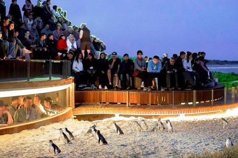 Private Tour: Phillip Island, Penguin Parade And Moonlit Sanctuary Conservation Park From Melbourne - Darwin Holiday 4