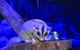 Kuranda Koala Gardens And Birdworld Admission Tickets - thumb 1