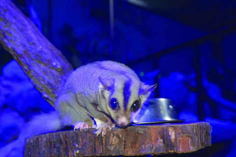 Kuranda Koala Gardens And Birdworld Admission Tickets - Darwin Holiday 1