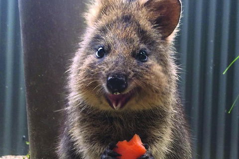 Kuranda Koala Gardens And Birdworld Admission Tickets - Darwin Holiday 2