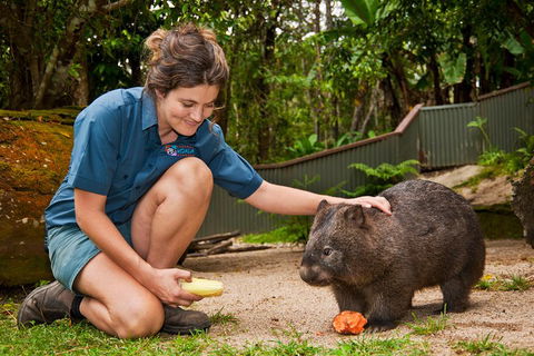 Kuranda Koala Gardens General Entry Ticket - Darwin Holiday 4
