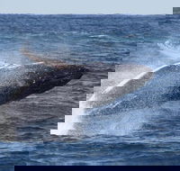 Whale Watching by Sea World Cruises - Darwin Holiday