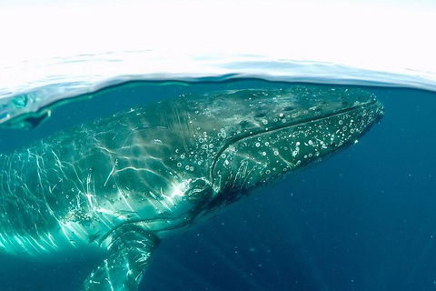 Whale Watching By Sea World Cruises - Darwin Holiday 2