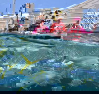Outer Reef Pontoon Experience from Cairns - Darwin Holiday