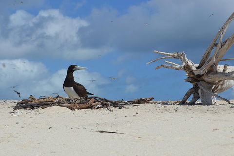 Seastar Luxury Outer Great Barrier Reef Island And Reef Tour From Cairns - Darwin Holiday 1