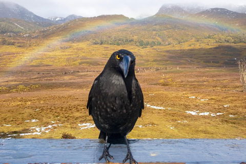 Cradle Mountain Park Explorer Guided Tour - Darwin Holiday 2