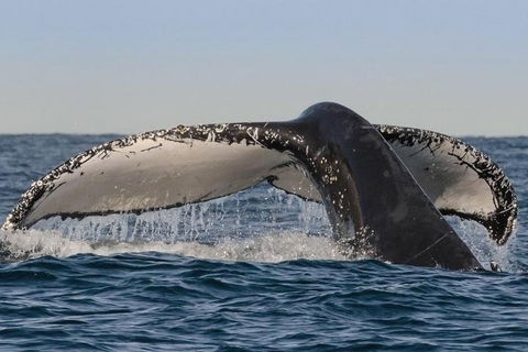 Sydney Whale-Watching Cruise Including Lunch Or Breakfast - Darwin Holiday 0