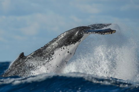 Sydney Whale-Watching Cruise Including Lunch Or Breakfast - Darwin Holiday 4
