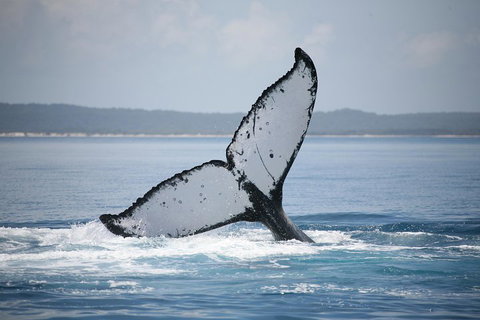Hervey Bay Whale Watching Cruise - Darwin Holiday 0