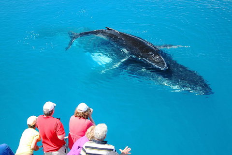 Hervey Bay Whale Watching Cruise - Darwin Holiday 2