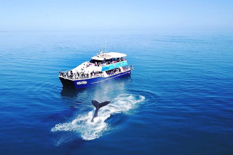Hervey Bay Whale Watching Cruise - Darwin Holiday 5