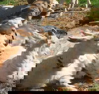 Mornington Peninsula Winery Tours with Cheese Chocolate Tastings from Melbourne - Darwin Holiday