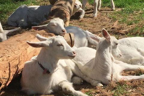 Mornington Peninsula Winery Tours With Cheese, Chocolate Tastings From Melbourne - Darwin Holiday 0
