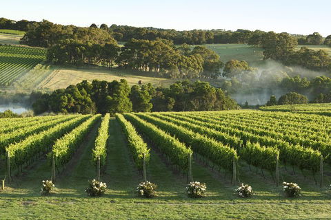 Mornington Peninsula Winery Tours With Cheese, Chocolate Tastings From Melbourne - Darwin Holiday 4