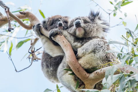 Great Ocean Road And 12 Apostles Day Trip From Melbourne - Darwin Holiday 1