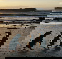 Phillip Island Penguin Parade Day Trip with Koala Conservation Reserve Visit - Darwin Holiday