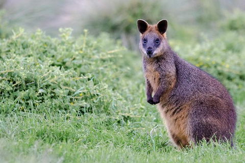 Phillip Island Penguin Parade Day Trip With Koala Conservation Reserve Visit - Darwin Holiday 1