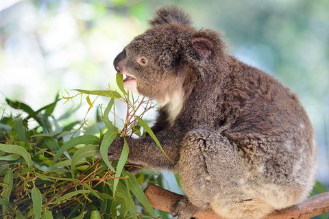 Blue Mountains Private Tour With Kangaroos & Koala Encounter - Darwin Holiday 0