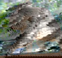 Lone Pine Koala Sanctuary Admission with Brisbane River Cruise - Darwin Holiday