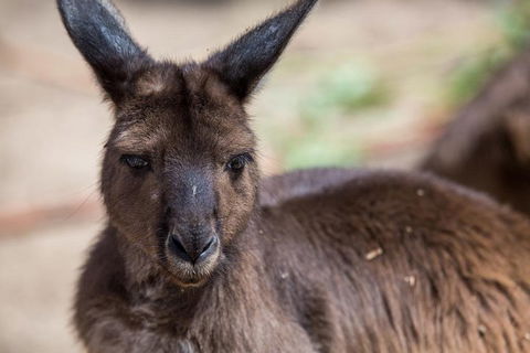 Australian Wildlife Tour At Melbourne Zoo Ticket - Darwin Holiday 0