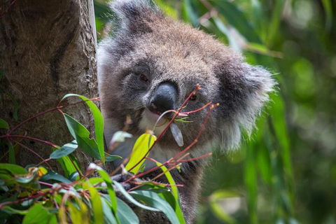 Australian Wildlife Tour At Melbourne Zoo Ticket - Darwin Holiday 1
