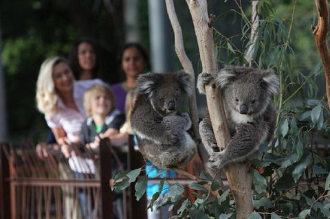 Australian Wildlife Tour At Melbourne Zoo Ticket - Darwin Holiday 2