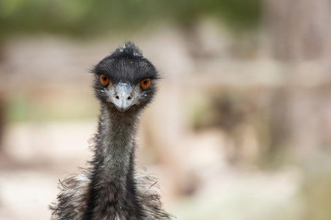Australian Wildlife Tour At Melbourne Zoo Ticket - Darwin Holiday 3